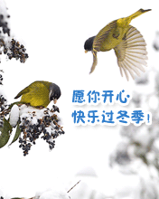 ףԸҶů