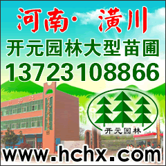 二年生紅葉小檗_紫葉小檗高40