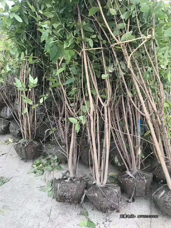 潢川臘梅出售