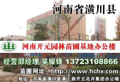 枇杷苗2-3公分_枇杷樹6-8