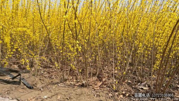 潢川連翹苗出售