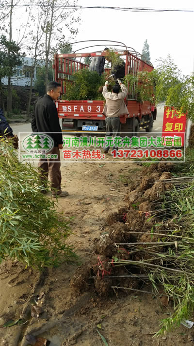 河南紫竹,河南箬竹,河南剛竹,