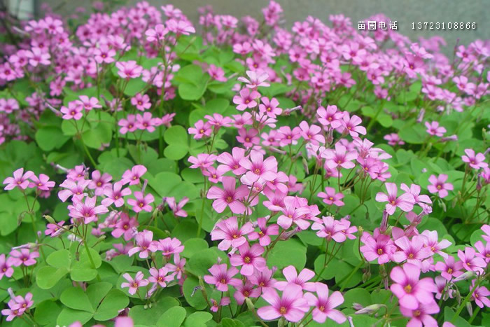 潢川紅花草出售