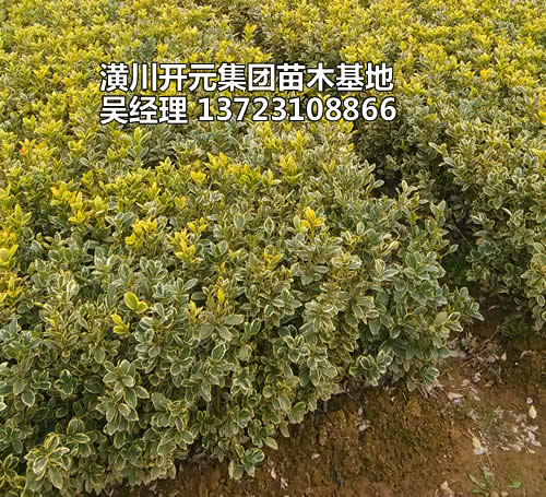 二年生金邊黃楊苗_高40-60