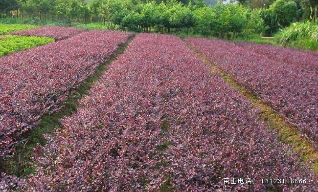 潢川紅花繼木苗