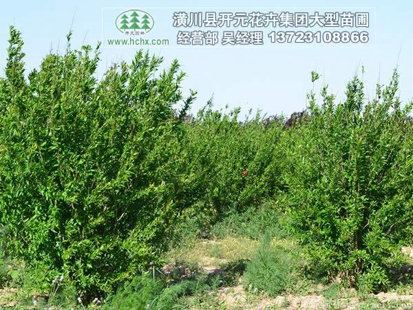 叢生花石榴冠1-2米_花石榴高