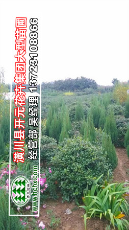 河南枸骨苗,河南構骨球