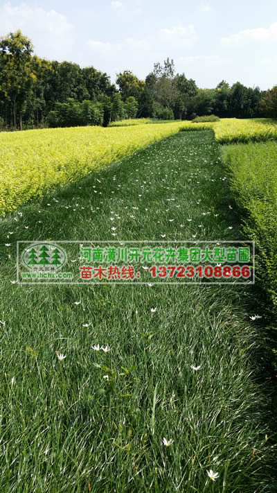 河南蔥蘭,鄢陵蔥蘭,潢川蔥蘭,