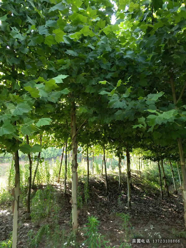 潢川法桐出售