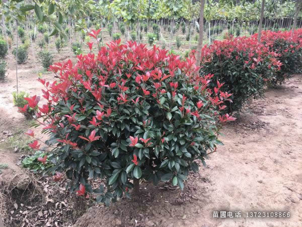 潢川紅葉石楠出售
