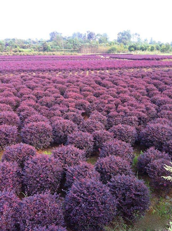 潢川紅花繼木球出售