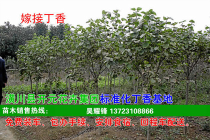 單干丁香_獨干丁香_叢生丁香出