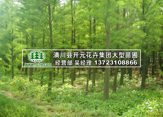 水杉苗4-6公分_水杉樹8-1