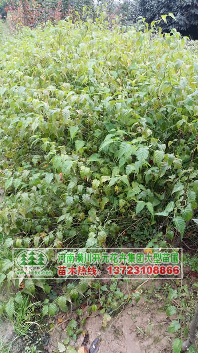 河南棣棠苗,河南重瓣棣棠