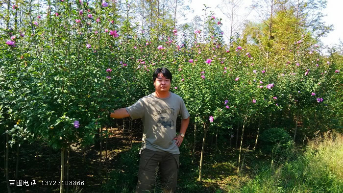 潢川木槿苗出售