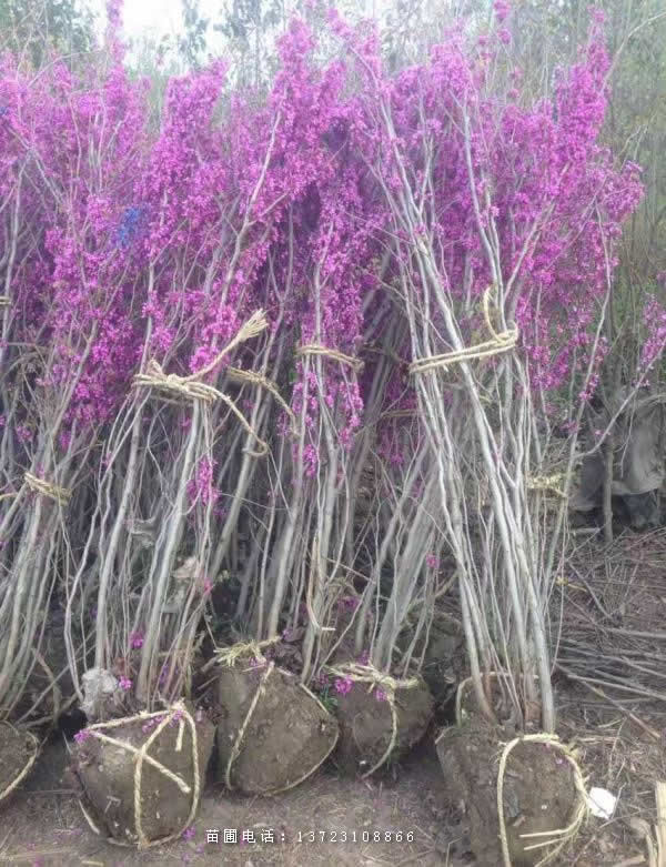潢川紫荊出售