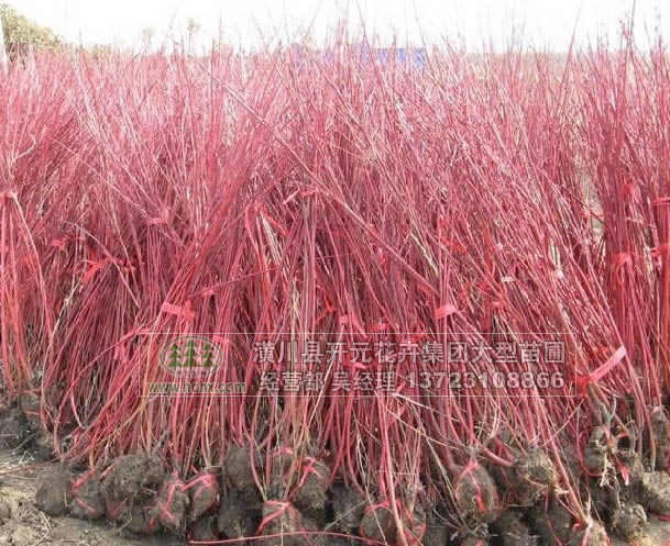 河南紅瑞木_紅瑞木高60-80