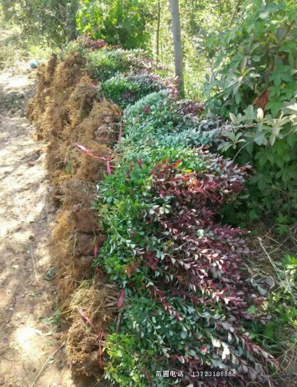 河南紅葉小檗/潢川紅葉小檗苗