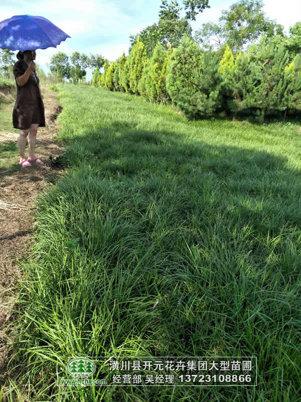河南麥冬草,湖北麥冬草,潢川麥