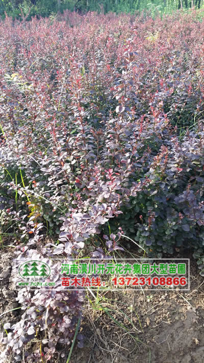 河南紅葉小檗,河南紫葉小檗