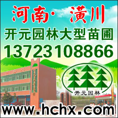 河南叢生紫荊_紫荊冠1-2米出