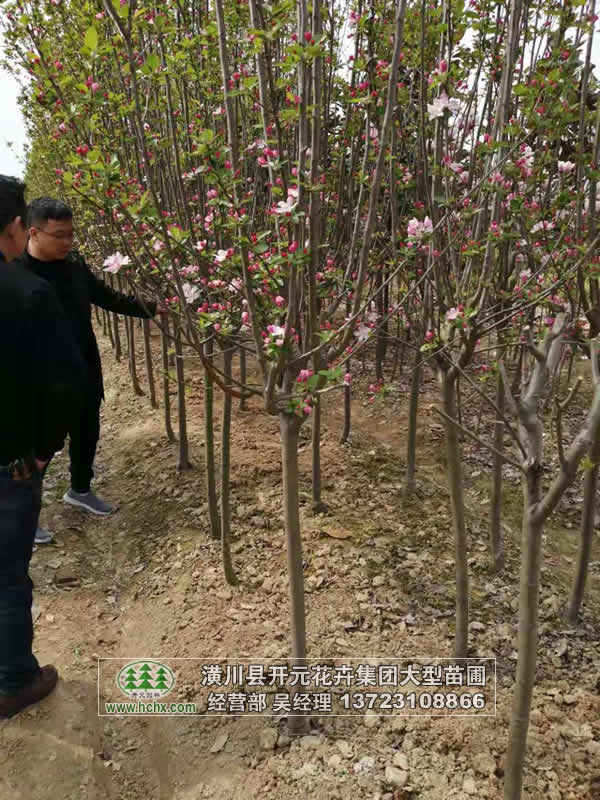 河南西府海棠,河南垂絲海棠,河