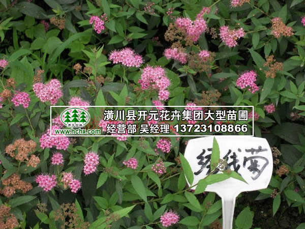 繡線菊_麻葉繡線菊高40-50