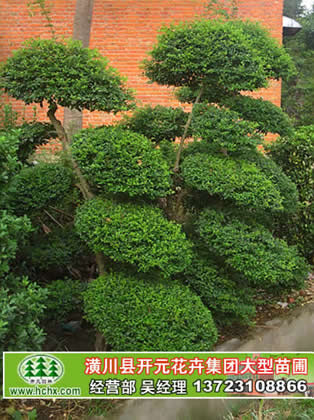 小葉女貞造型云片_小葉女高造型