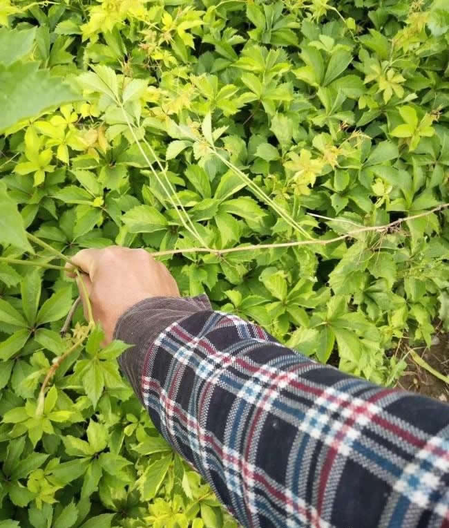 河南爬山虎苗--河南地錦苗基地