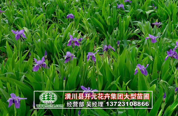 河南鳶尾,潢川鳶尾,鄢陵鳶尾