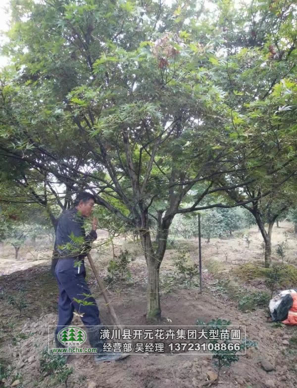 河南紅楓樹,河南紅楓苗,潢川紅