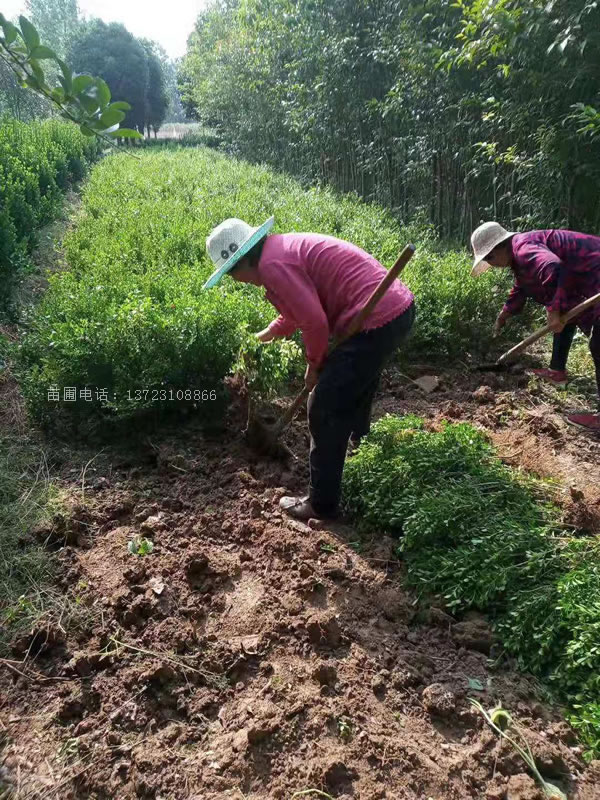 潢川小葉黃楊苗