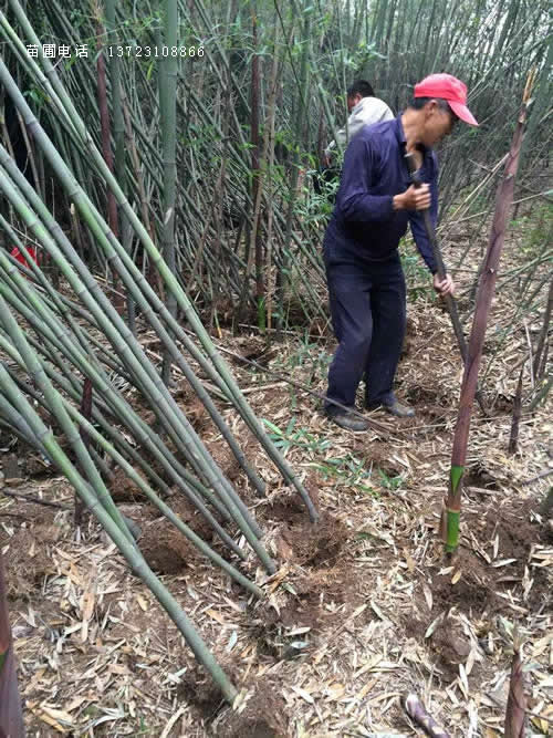 潢川剛竹出售