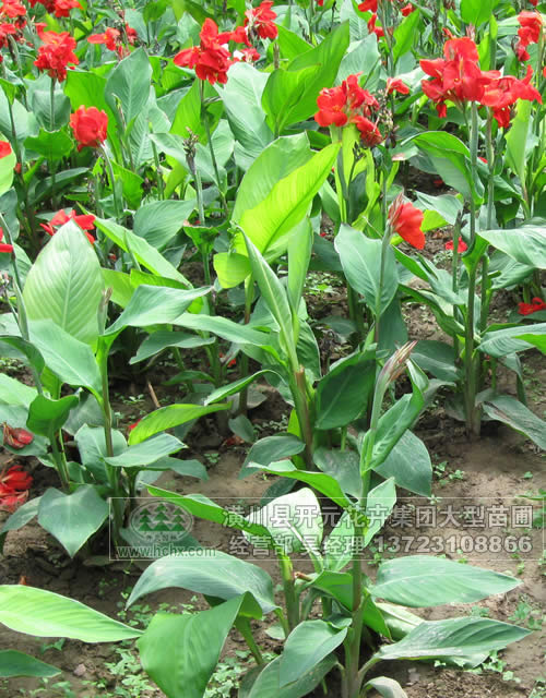 河南美人蕉,河南紅黃花美人蕉,