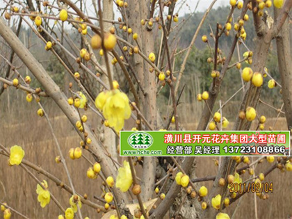 叢生臘梅冠1-2米_臘梅出售