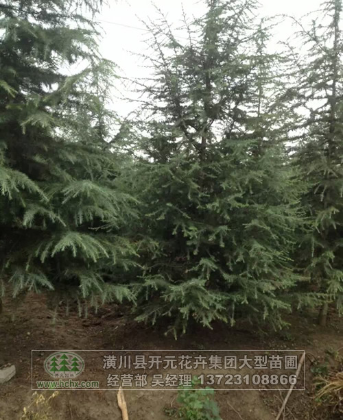 河南雪松,潢川雪松,鄢陵雪松