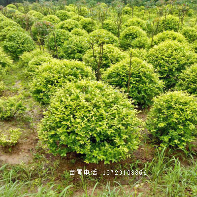 潢川金葉女貞球出售