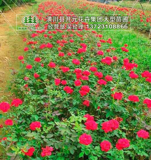 二年生豐花月季_紅帽月季出售