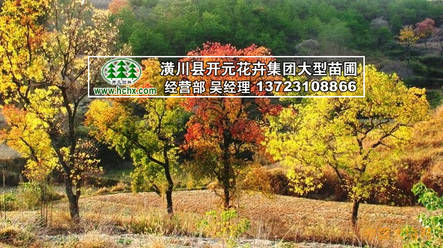 烏桕樹8-10公分_烏桕12-