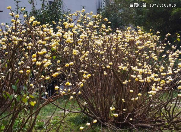潢川結香球出售