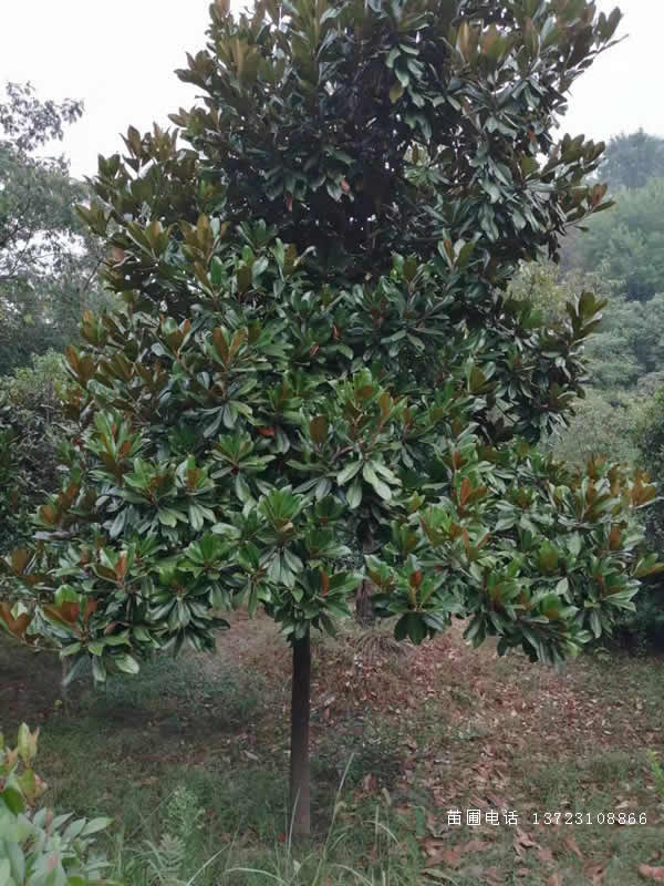潢川廣玉蘭出售