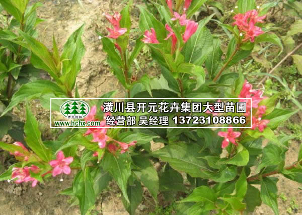紅王子錦帶苗_二年生錦帶苗高4