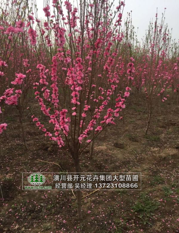 紅梅_綠梅_榆葉梅_美人梅出售