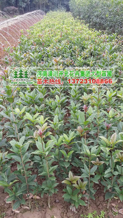潢川桂花苗,河南桂花苗,河南金