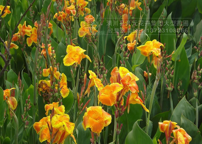 河南美人蕉,河南紅黃花美人蕉,