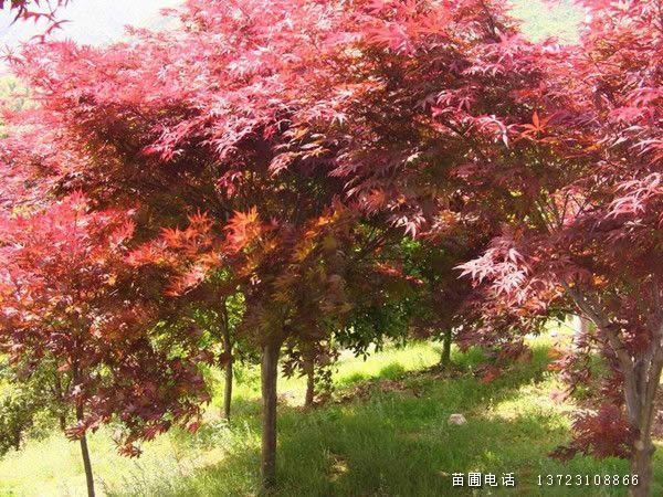潢川日本紅楓出售